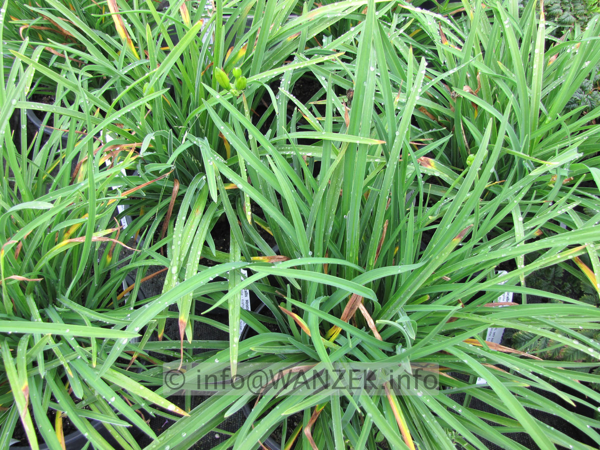 Hemerocallis Ministella - Blaetter.JPG